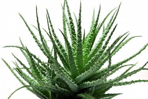 Aloe vera v Men's Defence